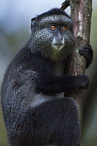 Blue Monkey (Cercopithecus mitis) eleven month old baby clinging to tree, Kakamega Forest Reserve, Kenya