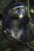 Blue Monkey (Cercopithecus mitis) juvenile feeding on fruit, Kakamega Forest Reserve, Kenya