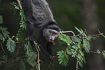 Blue Monkey (Cercopithecus mitis) feeding on tree flowers, Kakamega Forest Reserve, Kenya
