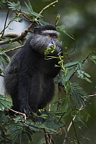 Blue Monkey (Cercopithecus mitis) eleven month old baby feeding, Kakamega Forest Reserve, Kenya