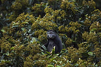 Blue Monkey (Cercopithecus mitis) male, named Bagi, puckering his mouth as a sign of uncertainty, Kakamega Forest Reserve, Kenya