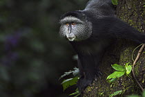 Blue Monkey (Cercopithecus mitis) sub-adult male in tree, Kakamega Forest Reserve, Kenya