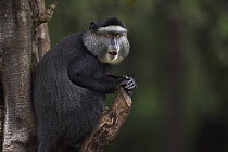 Blue Monkey (Cercopithecus mitis) juvenile feeding on food stored in its cheek pouches, Kakamega Forest Reserve, Kenya