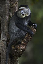Blue Monkey (Cercopithecus mitis) juvenile feeding on food stored in its cheek pouches, Kakamega Forest Reserve, Kenya