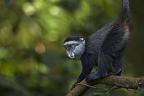 Blue Monkey (Cercopithecus mitis) eleven month old baby in tree, Kakamega Forest Reserve, Kenya