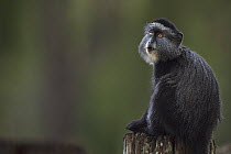 Blue Monkey (Cercopithecus mitis) juvenile in tree, Kakamega Forest Reserve, Kenya