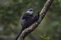 Blue Monkey (Cercopithecus mitis) juvenile scratching itself in tree, Kakamega Forest Reserve, Kenya