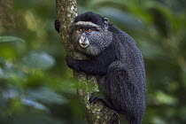 Blue Monkey (Cercopithecus mitis) eleven month old baby in tree, Kakamega Forest Reserve, Kenya
