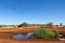 Cockatiel (Nymphicus hollandicus) flock flying to desert waterhole, Pilbara, Western Australia, Australia