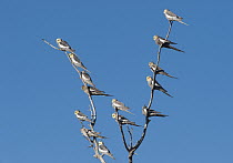 Cockatiel (Nymphicus hollandicus) group perched on snag, Sturt National Park, New South Wales, Australia