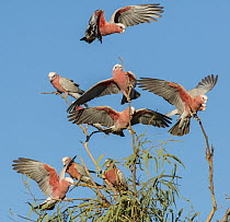 Galah (Eolophus roseicapilla) flock landing in tree, Boulia, Queensland, Australia