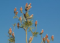 Galah (Eolophus roseicapilla) group in tree, Boulia, Queensland, Australia