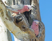Galah (Eolophus roseicapilla) pair at nest cavity, Anangu Pitjantjatjara Yankunytjatjara, South Australia, Australia