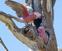 Galah (Eolophus roseicapilla) pair courting at nest cavity, Anangu Pitjantjatjara Yankunytjatjara, South Australia, Australia