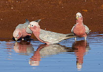 Galah (Eolophus roseicapilla) trio drinking at waterhole, Pilbara, Western Australia, Australia