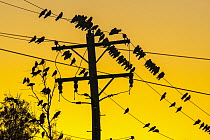 Galah (Eolophus roseicapilla) flock at sunset on power lines, Boulia, Queensland, Australia