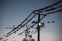 Galah (Eolophus roseicapilla) flock at dusk on power lines, Boulia, Queensland, Australia