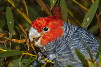 Gang-gang Cockatoo (Callocephalon fimbriatum) male feeding on Acacia (Acacia sp) seeds, Wilsons Promontory National Park, Victoria, Australia