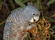 Gang-gang Cockatoo (Callocephalon fimbriatum) female feeding on Acacia (Acacia sp) seeds, Wilsons Promontory National Park, Victoria, Australia