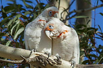 Long-billed Corella (Cacatua tenuirostris) pair courting, Victoria, Australia