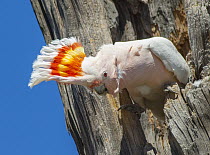 Major Mitchell's Cockatoo (Lophochroa leadbeateri) displaying in nest cavity, Murray-Sunset National Park, Victoria, Australia
