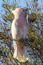 Major Mitchell's Cockatoo (Lophochroa leadbeateri) feeding on Watermelon (Citrullus lanatus) seeds, Rainbow Valley Conservation Reserve, Northern Territory, Australia