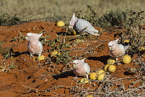 Major Mitchell's Cockatoo (Lophochroa leadbeateri) group feeding on Watermelon (Citrullus lanatus) seeds, Rainbow Valley Conservation Reserve, Northern Territory, Australia