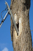 Major Mitchell's Cockatoo (Lophochroa leadbeateri) researcher surveying nest cavities for eggs using video camera, Murray-Sunset National Park, Victoria, Australia