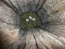 Major Mitchell's Cockatoo (Lophochroa leadbeateri) eggs in nest cavity, Murray-Sunset National Park, Victoria, Australia