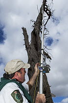 Major Mitchell's Cockatoo (Lophochroa leadbeateri) researcher surveying nest cavities for eggs using video camera, Murray-Sunset National Park, Victoria, Australia