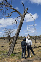 Major Mitchell's Cockatoo (Lophochroa leadbeateri) researchers surveying nest cavities for eggs using video camera, Murray-Sunset National Park, Victoria, Australia