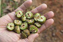 Nonda Plum (Parinari nonda) fruit opened by Palm Cockatoo (Probosciger aterrimus), Lockhart River, Queensland, Australia