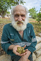 Nonda Plum (Parinari nonda) fruit opened by Palm Cockatoo (Probosciger aterrimus) held by man, Lockhart River, Queensland, Australia