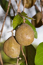 Nonda Plum (Parinari nonda) fruit, Lockhart River, Queensland, Australia