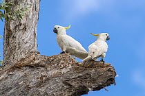 Sulphur-crested Cockatoo (Cacatua galerita) pair, Lockhart River, Queensland, Australia