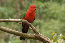 Australian King Parrot (Alisterus scapularis) male, Dandenong Ranges National Park, Victoria, Australia