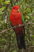 Australian King Parrot (Alisterus scapularis) male, Dandenong Ranges National Park, Victoria, Australia