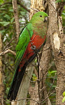 Australian King Parrot (Alisterus scapularis) sub-adult male, Dandenong Ranges National Park, Victoria, Australia