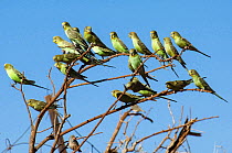 Budgerigar (Melopsittacus undulatus) group perching in tree, Pilbara, Western Australia, Australia