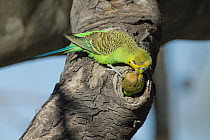 Budgerigar (Melopsittacus undulatus) male feeding female at nest cavity, South Australia, Australia