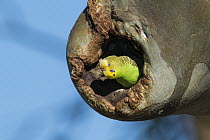 Budgerigar (Melopsittacus undulatus) female in nest cavity, South Australia, Australia