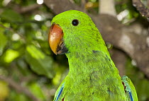 Eclectus Parrot (Eclectus roratus) male, Iron Range, Queensland, Australia