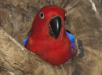 Eclectus Parrot (Eclectus roratus) female at nest cavity, Iron Range, Queensland, Australia