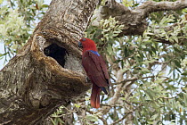 Eclectus Parrot (Eclectus roratus) female at nest cavity, Iron Range, Queensland, Australia