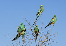 Mulga Parrot (Psephotus varius) flock, Alice Springs, Northern Territory, Australia