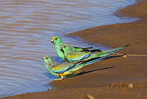 Mulga Parrot (Psephotus varius) trio drinking, Alice Springs, Northern Territory, Australia