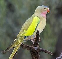 Alexandra's Parrot (Polytelis alexandrae), Alice Springs, Northern Territory, Australia