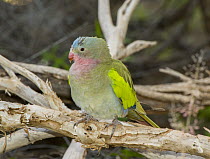 Alexandra's Parrot (Polytelis alexandrae), Alice Springs, Northern Territory, Australia