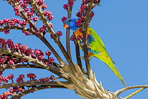 Rainbow Lorikeet (Trichoglossus haematodus) in flowering Queensland Umbrella Tree (Schefflera sp), Victoria, Australia
