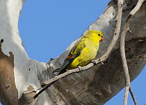 Regent Parrot (Polytelis anthopeplus) male, Hattah-Kulkyne National Park, Victoria, Australia
